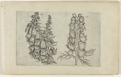 Foxglove y Blue Monkshood Cognoscite lilia (título de la serie) de Crispijn van de Passe (I) (attributed to)
