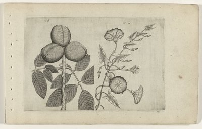 Walnootboom y akkerwinde Conozca los lirios (título de la serie) de Crispijn van de Passe (I) (attributed to)