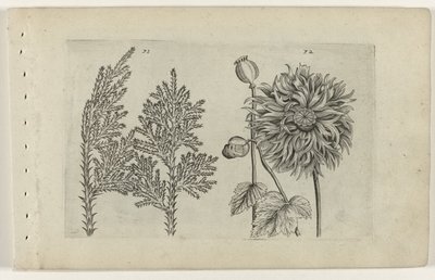 Siete árboles y bola para dormir. Cognoscite lilia (título de la serie) de Crispijn van de Passe (I) (attributed to)