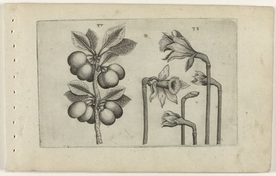 Zure kers en wilde narcisos Conozca los lirios (título de la serie) de Crispijn van de Passe (I) (attributed to)