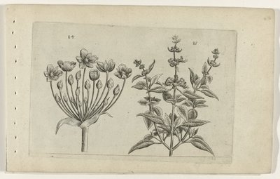 Flor de cisne y salvia de flor pequeña Cognoscite lilia (título de la serie) de Crispijn van de Passe (I) (attributed to)