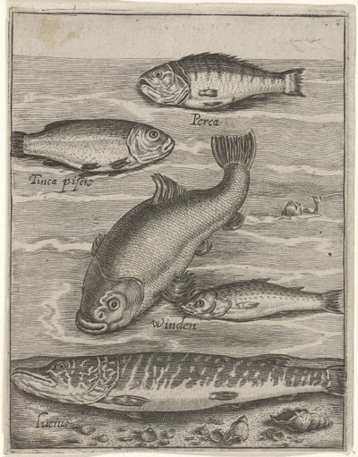 Studieblad conoció a vijf vissen Iconos vivos de peces (título de la serie) de Crispijn van de Passe (I)