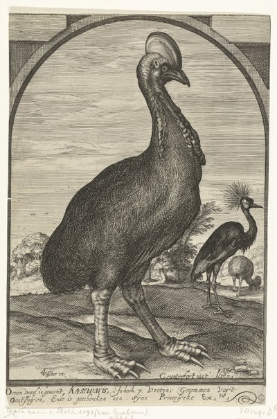 Casuario, traído por Willem Jacobsz. de las Indias Orientales y presentado al Príncipe Mauricio, 1614 de Crispijn van den Queborn (attributed to)