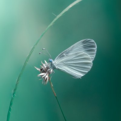 Delikada mariposa blanca de Cristiano Giani