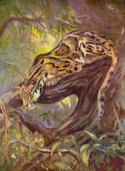 En el zoológico: leopardo nublado (litografia en color) de Cuthbert Edmund Swan