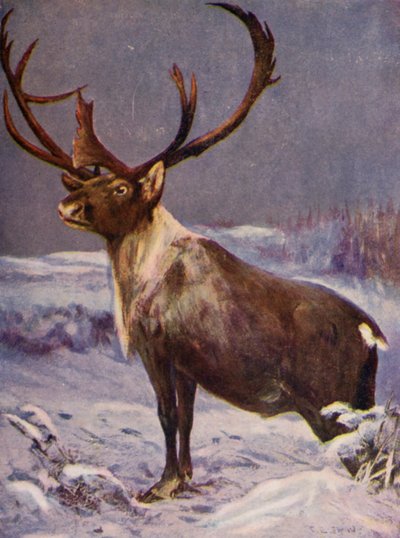 En el zoológico: Reno (litografia en color) de Cuthbert Edmund Swan