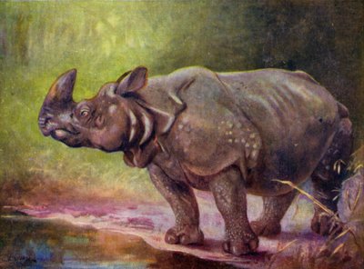 En el zoológico: rinoceronte (litografia en color) de Cuthbert Edmund Swan