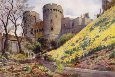 Narcisos en la colina debajo de la Torre Redonda, Castillo de Windsor (litografia en color) de Cyril Ward