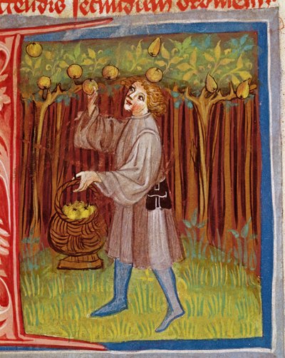Recolección de frutas, de Opus Ruralium Commodorum por Pietro Crescenzi (1230-1321) de Czech School