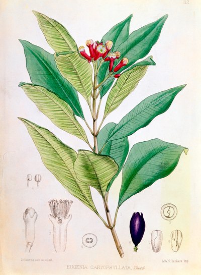 Clavo, capullo de flor de Syzygium aromaticum Eugenia carophyllata de D Blair