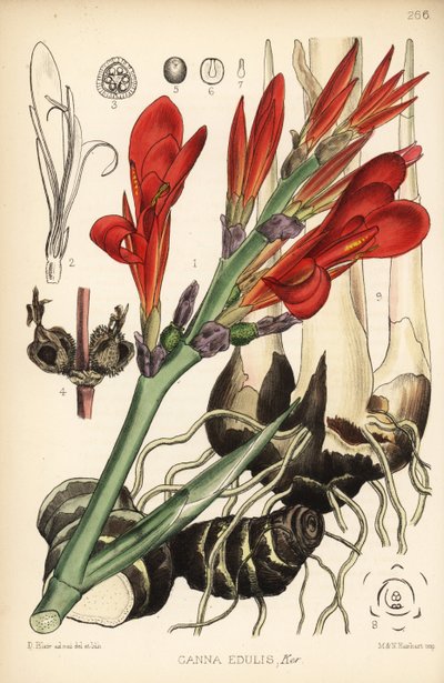 Tiro indio, achira o meeru, Canna indica (Canna edulis). Litografía coloreada a mano por Hanhart a partir de una ilustración botánica de David Blair de Robert Bentley and Henry Trimen