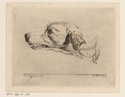 cabeza de un perro de D. Merrem