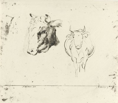 Ficha de estudio con cabeza de vaca y vaca vista de frente de D. Merrem