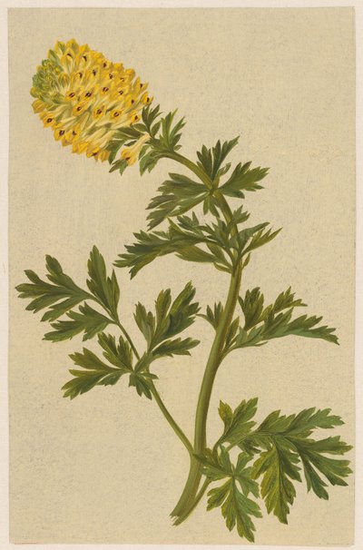 Ramita con una flor de Corydalis de D. van Alphen