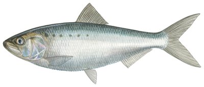 Sábalo americano (acuarela) de Damstra Emily