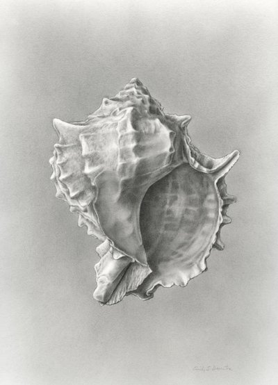 Estudio de la concha (polvo de carbono) de Damstra Emily