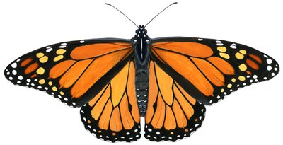 Mariposa monarca (gouache) de Damstra Emily