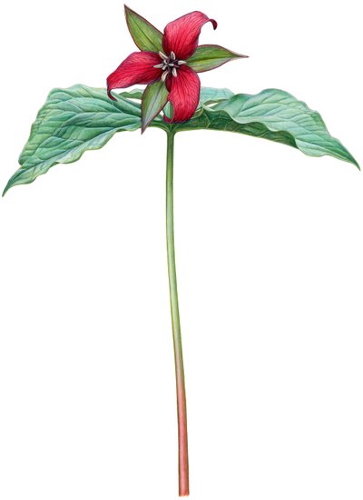 Trillium rojo (acuarela y gouache) de Damstra Emily