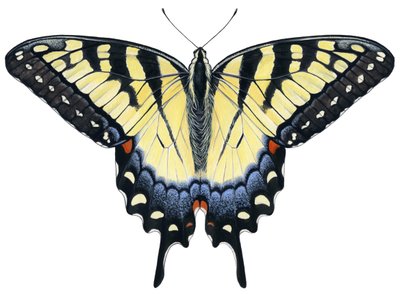 Mariposa cola de golondrina (gouache) de Damstra Emily