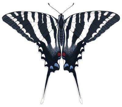 Mariposa cola de golondrina cebra (gouache) de Damstra Emily