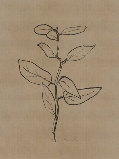Plantón de eucalipto de Dan Hobday