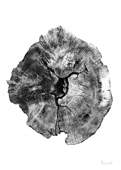 Tronco de roble de Dan Hobday