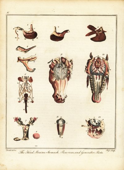 Anatomía de un caballo. 1792 (grabado) de Daniel (after) Dodd
