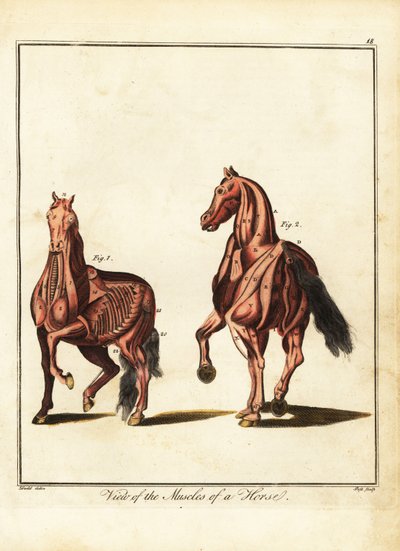 Musculatura de un caballo. 1792 (grabado) de Daniel (after) Dodd