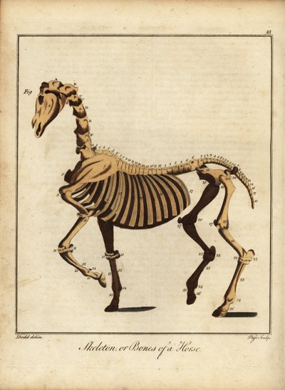 Esqueleto o huesos de un caballo. 1792 (grabado) de Daniel (after) Dodd