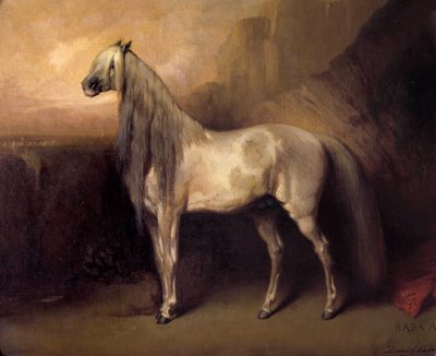 Baba Ali, caballo árabe del general Henri d