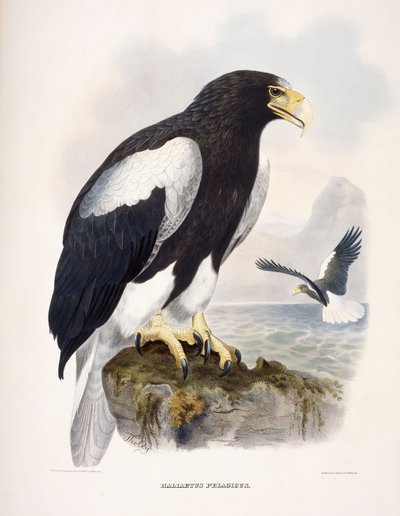 Haliaetus Pelagicus de Daniel Girard Elliot