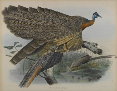 Argusianus Grayii de Daniel Giraud and Gould John Elliott