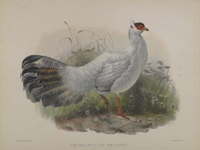 Crossoptilon Drouynii de Daniel Giraud and Gould John Elliott
