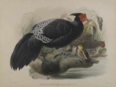 Euplocamus Horsfieldii de Daniel Giraud and Gould John Elliott