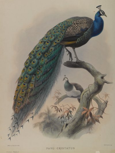 Pavo Cristatus - Pavo Real Común de Daniel Giraud and Gould John Elliott