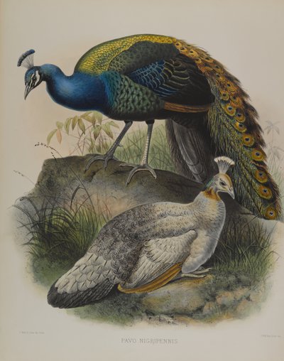 Pavo Nigripennis - Pavo Real de Hombros Negros de Daniel Giraud and Gould John Elliott