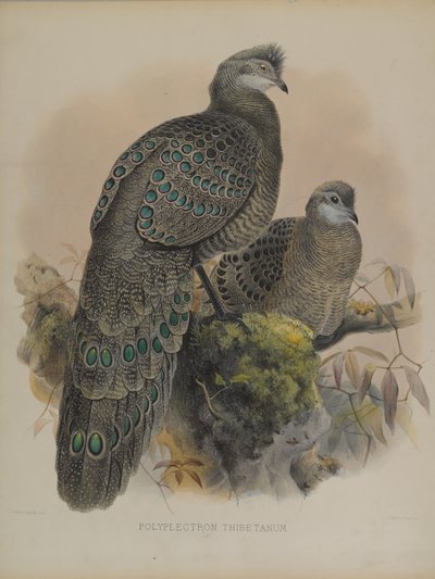 Polyplectron Tibetanum de Daniel Giraud and Gould John Elliott