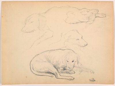 Dibujo, Milo (un Pointer), Varios Estudios, ca. 1862 de Daniel Huntington