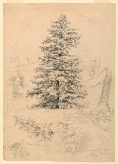 Dibujo, Estudio de una cicuta, North Conway, New Hampshire, 6 de agosto de 1855 de Daniel Huntington