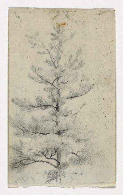 Boceto de un árbol de Daniel Huntington