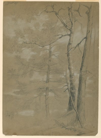 Estudio de cicuta y haya, Lago Blanco de Daniel Huntington