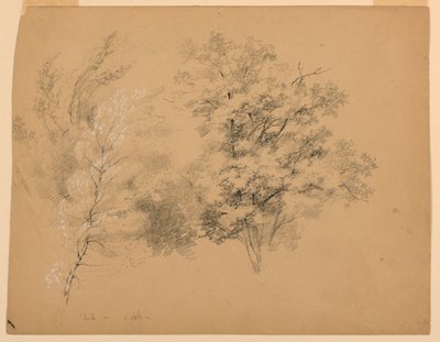 Estudio de árboles, abedul y roble de Daniel Huntington