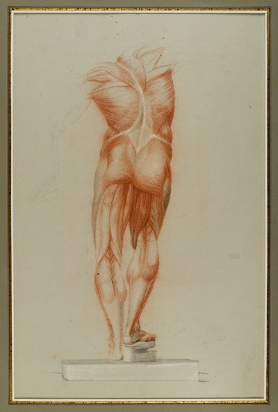 Écorché (Estudio de Figura de Musculatura), c.1848 de Daniel Huntington