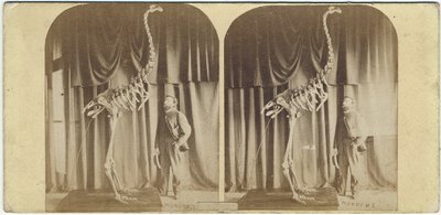 Julius von Haast y Moa, Museo de Canterbury, c.1867 de Daniel Louis Mundy