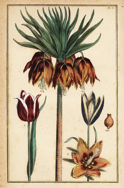 Lirio imperial, Fritillaria imperialis, y tulipanes, Tulipa gesneriana de Daniel Rabel