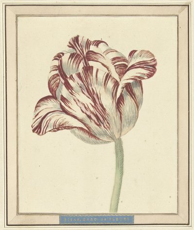 Tulipán, llamado Bisar, Cardenal de Fleuri de Daniël Marot (II)