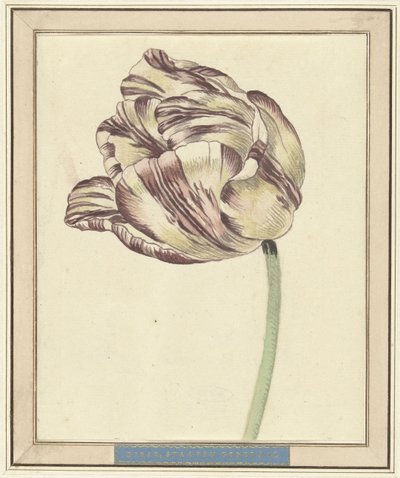 Tulipán, llamado Bisar, Estados Generales de Daniël Marot (II)
