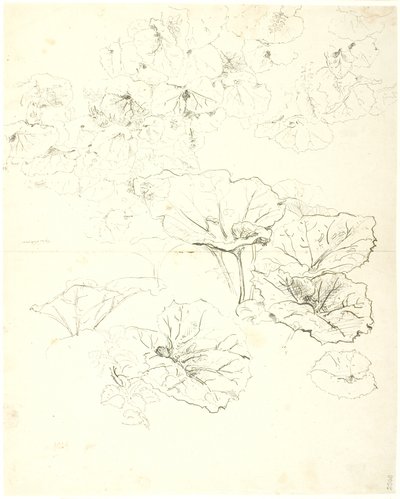 Estudios de hojas de Dankvart Dreyer