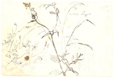 Estudios de plantas de Dankvart Dreyer