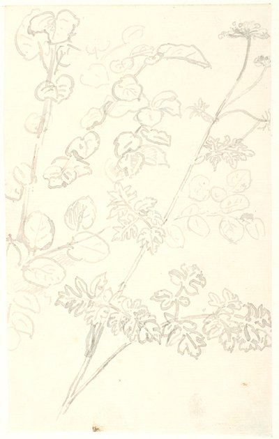 Estudios de plantas de Dankvart Dreyer